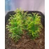 1/35 - 1/16 Plastic Plants - Tall Bushes Medium/Light Green (8pcs)