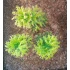 1/35 - 1/16 Plastic Plants - Tall Bushes Medium/Light Green (8pcs)