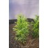 1/35 - 1/16 Plastic Plants - Tall Bushes Medium/Light Green (8pcs)