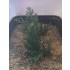 1/35 - 1/16 Plastic Plants - Tall Bushes Dark Green