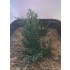 1/35 - 1/16 Plastic Plants - Tall Bushes Dark Green