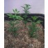 1/35 - 1/16 Plastic Plants - Tall Bushes Dark Spring Green (6pcs)