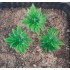 1/35 - 1/16 Plastic Plants - Tall Bushes Dark Spring Green (6pcs)