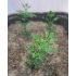 1/35 - 1/16 Plastic Plants - Tall Bushes Dark Spring Green (6pcs)