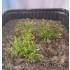 1/35 - 1/16 Plastic Plants - Desert Bushes Light Green (15pcs)