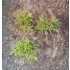 1/35 - 1/16 Plastic Plants - Desert Bushes Light Green (15pcs)