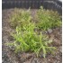 1/35 - 1/16 Plastic Plants - Desert Bushes Light Green (15pcs)