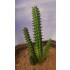 1/35 - 1/16 Plastic Plants - Giant Cactus Set (4pcs)