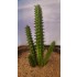 1/35 - 1/16 Plastic Plants - Giant Cactus Set (4pcs)