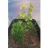 1/35 - 1/16 Plastic Plants - Jungle Plant Set #1 (10pcs, 2 types)