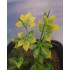 1/35 - 1/16 Plastic Plants - Jungle Plant Set #1 (10pcs, 2 types)