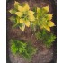 1/35 - 1/16 Plastic Plants - Jungle Plant Set #1 (10pcs, 2 types)