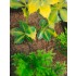 1/35 - 1/16 Plastic Plants - Jungle Plant Set #1 (10pcs, 2 types)