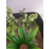 1/35 - 1/16 Plastic Plants - Jungle Plant Set #2 (10pcs, 2 types)