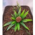 1/35 - 1/16 Plastic Plants - Jungle Plant Set #2 (10pcs, 2 types)