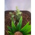 1/35 - 1/16 Plastic Plants - Jungle Plant Set #2 (10pcs, 2 types)