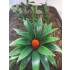 1/35 - 1/16 Plastic Plants - Jungle Plant Set #3 (11pcs, 2 types)