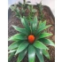 1/35 - 1/16 Plastic Plants - Jungle Plant Set #3 (11pcs, 2 types)