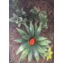 1/35 - 1/16 Plastic Plants - Jungle Plant Set #3 (11pcs, 2 types)