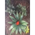 1/35 - 1/16 Plastic Plants - Jungle Plant Set #3 (11pcs, 2 types)