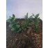 1/35 - 1/16 Plastic Plants - Jungle Plant Set #3 (11pcs, 2 types)