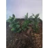 1/35 - 1/16 Plastic Plants - Jungle Plant Set #3 (11pcs, 2 types)