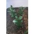 1/35 - 1/16 Plastic Plants - Jungle Plant Set #3 (11pcs, 2 types)