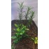 1/35 - 1/16 Plastic Plants - Jungle Plant Set #4 (7pcs, 2 types)