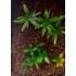 1/35 - 1/16 Plastic Plants - Jungle Plant Set #4 (7pcs, 2 types)