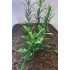 1/35 - 1/16 Plastic Plants - Jungle Plant Set #4 (7pcs, 2 types)