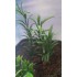 1/35 - 1/16 Plastic Plants - Jungle Plant Set #4 (7pcs, 2 types)