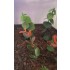 1/35 - 1/16 Plastic Plants - Jungle Plant Set #5 (10pcs, 2 types)