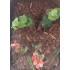 1/35 - 1/16 Plastic Plants - Jungle Plant Set #5 (10pcs, 2 types)