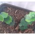 1/35 - 1/16 Plastic Plants - Jungle Plant Set #5 (10pcs, 2 types)