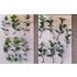 1/35 - 1/16 Plastic Plants - Jungle Plant Set #6 (15pcs, 2 types)