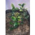 1/35 - 1/16 Plastic Plants - Jungle Plant Set #6 (15pcs, 2 types)