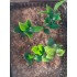 1/35 - 1/16 Plastic Plants - Jungle Plant Set #6 (15pcs, 2 types)