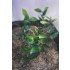 1/35 - 1/16 Plastic Plants - Jungle Plant Set #6 (15pcs, 2 types)