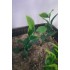 1/35 - 1/16 Plastic Plants - Jungle Plant Set #6 (15pcs, 2 types)