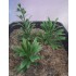 1/35 - 1/16 Plastic Plants - Large Jungle Plant #1 (5pcs)