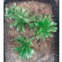 1/35 - 1/16 Plastic Plants - Large Jungle Plant #1 (5pcs)