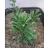 1/35 - 1/16 Plastic Plants - Large Jungle Plant #1 (5pcs)