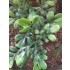 1/35 - 1/16 Plastic Plants - Large Jungle Plant #2 (5pcs)