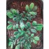 1/35 - 1/16 Plastic Plants - Large Jungle Plant #2 (5pcs)