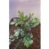 1/35 - 1/16 Plastic Plants - Large Jungle Plant #2 (5pcs)
