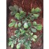 1/35 - 1/16 Plastic Plants - Large Jungle Plant #2 (5pcs)