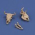 1/35 Cow Skulls