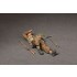 1/35 British Infantryman at Rest