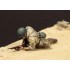 1/35 Italian Guastatori in North Africa