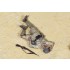 1/35 Killed Italian Guastatori in North Africa